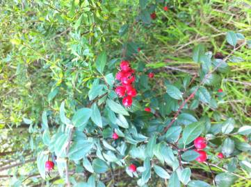 Fotografia da espécie Cotoneaster pannosus