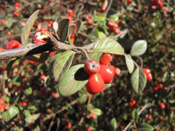 Fotografia da espécie Cotoneaster pannosus