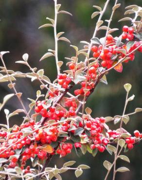 Fotografia 6 da espécie Cotoneaster pannosus no Jardim Botânico UTAD