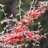 Fotografia 6 da espécie Cotoneaster pannosus do Jardim Botânico UTAD