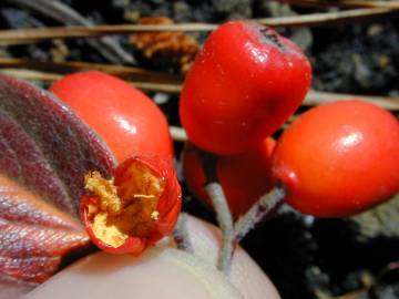 Fotografia da espécie Cotoneaster pannosus