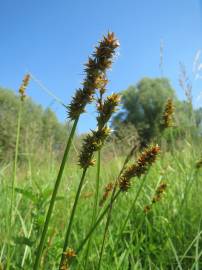 Fotografia da espécie Carex spicata