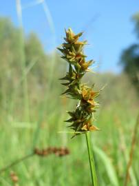 Fotografia da espécie Carex spicata