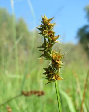 Fotografia 3 da espécie Carex spicata no Jardim Botânico UTAD