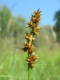 Fotografia da espécie Carex spicata