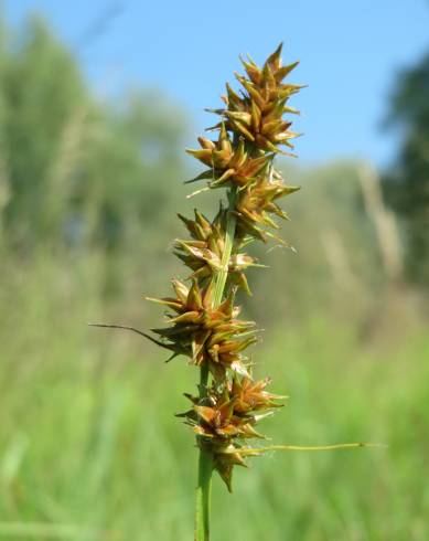 Fotografia de capa Carex spicata - do Jardim Botânico