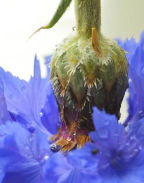 Fotografia 6 da espécie Centaurea cyanus no Jardim Botânico UTAD