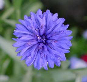 Fotografia da espécie Centaurea cyanus