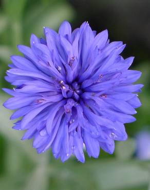 Fotografia 7 da espécie Centaurea cyanus no Jardim Botânico UTAD