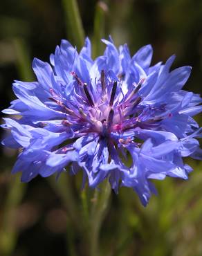 Fotografia 1 da espécie Centaurea cyanus no Jardim Botânico UTAD