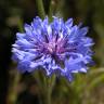 Fotografia 1 da espécie Centaurea cyanus do Jardim Botânico UTAD