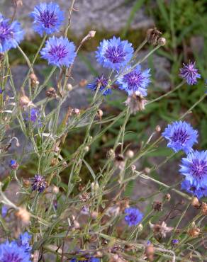 Fotografia 8 da espécie Centaurea cyanus no Jardim Botânico UTAD