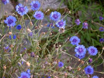 Fotografia da espécie Centaurea cyanus