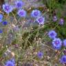 Fotografia 8 da espécie Centaurea cyanus do Jardim Botânico UTAD