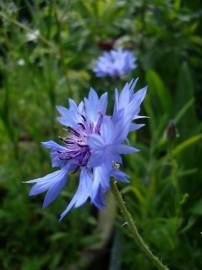 Fotografia da espécie Centaurea cyanus