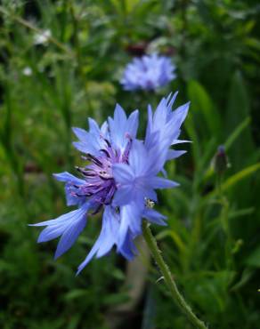 Fotografia 9 da espécie Centaurea cyanus no Jardim Botânico UTAD