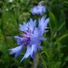 Fotografia 9 da espécie Centaurea cyanus do Jardim Botânico UTAD