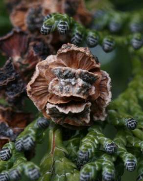 Fotografia 5 da espécie Chamaecyparis lawsoniana no Jardim Botânico UTAD