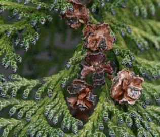 Fotografia da espécie Chamaecyparis lawsoniana