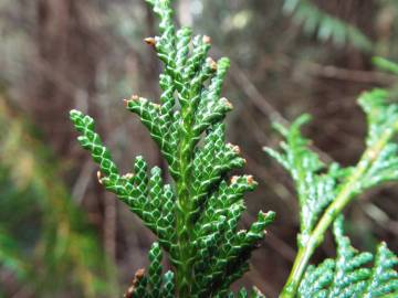 Fotografia da espécie Chamaecyparis lawsoniana