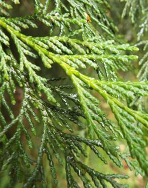 Fotografia 8 da espécie Chamaecyparis lawsoniana no Jardim Botânico UTAD