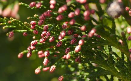 Fotografia da espécie Chamaecyparis lawsoniana