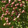Fotografia 9 da espécie Chamaecyparis lawsoniana do Jardim Botânico UTAD