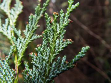 Fotografia da espécie Chamaecyparis lawsoniana