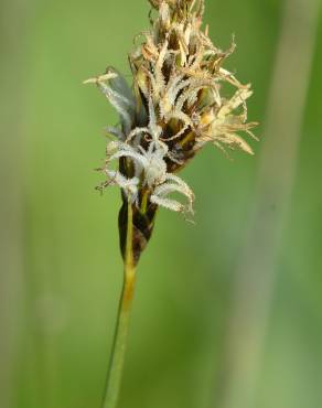 Fotografia 1 da espécie Carex divisa no Jardim Botânico UTAD