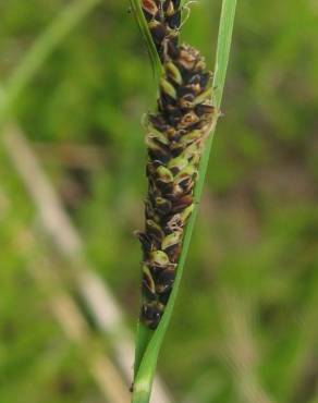 Fotografia 3 da espécie Carex nigra no Jardim Botânico UTAD