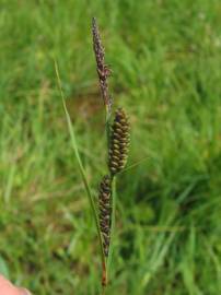 Fotografia da espécie Carex nigra