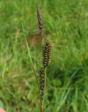 Fotografia 4 da espécie Carex nigra no Jardim Botânico UTAD