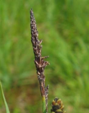 Fotografia 1 da espécie Carex nigra no Jardim Botânico UTAD