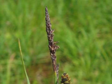 Fotografia da espécie Carex nigra