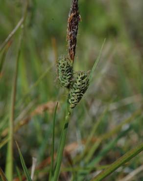 Fotografia 5 da espécie Carex nigra no Jardim Botânico UTAD