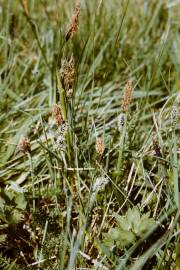 Fotografia da espécie Carex nigra