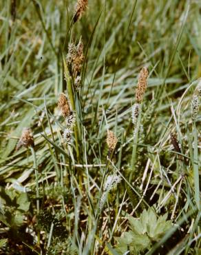Fotografia 6 da espécie Carex nigra no Jardim Botânico UTAD