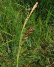 Fotografia da espécie Carex panicea