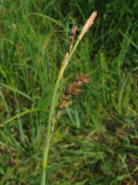 Fotografia da espécie Carex panicea