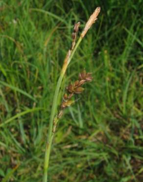 Fotografia 1 da espécie Carex panicea no Jardim Botânico UTAD