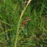 Fotografia 1 da espécie Carex panicea do Jardim Botânico UTAD