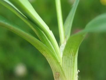 Fotografia da espécie Carex panicea