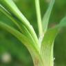 Fotografia 2 da espécie Carex panicea do Jardim Botânico UTAD