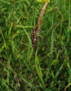 Fotografia 3 da espécie Carex panicea no Jardim Botânico UTAD