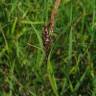 Fotografia 3 da espécie Carex panicea do Jardim Botânico UTAD