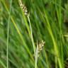 Fotografia 4 da espécie Carex panicea do Jardim Botânico UTAD