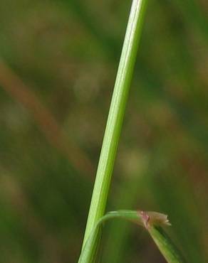 Fotografia 4 da espécie Agrostis capillaris no Jardim Botânico UTAD