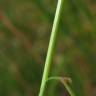 Fotografia 4 da espécie Agrostis capillaris do Jardim Botânico UTAD