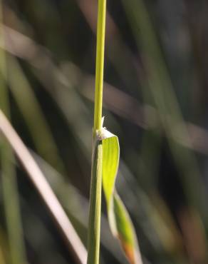 Fotografia 5 da espécie Agrostis capillaris no Jardim Botânico UTAD