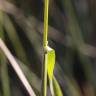 Fotografia 5 da espécie Agrostis capillaris do Jardim Botânico UTAD
